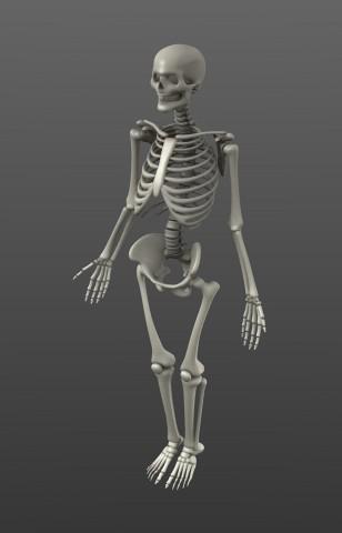 Simple Rigged Skeleton preview image